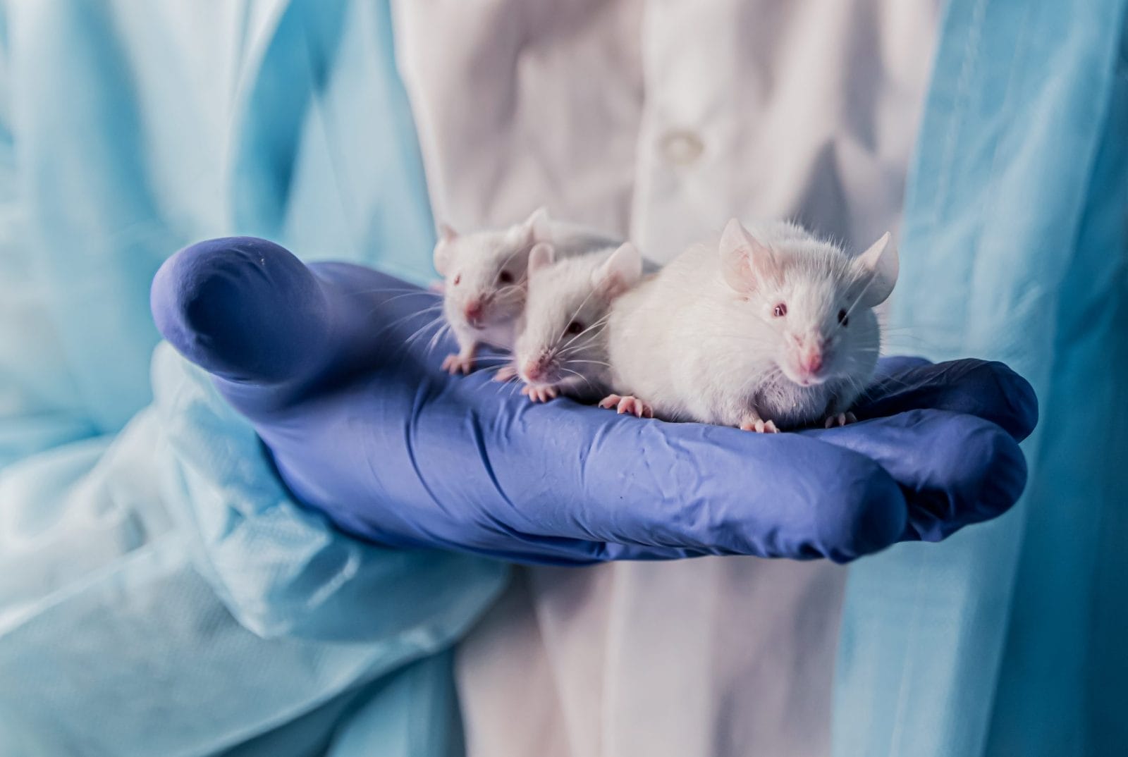 Researcher holding three mice in hand