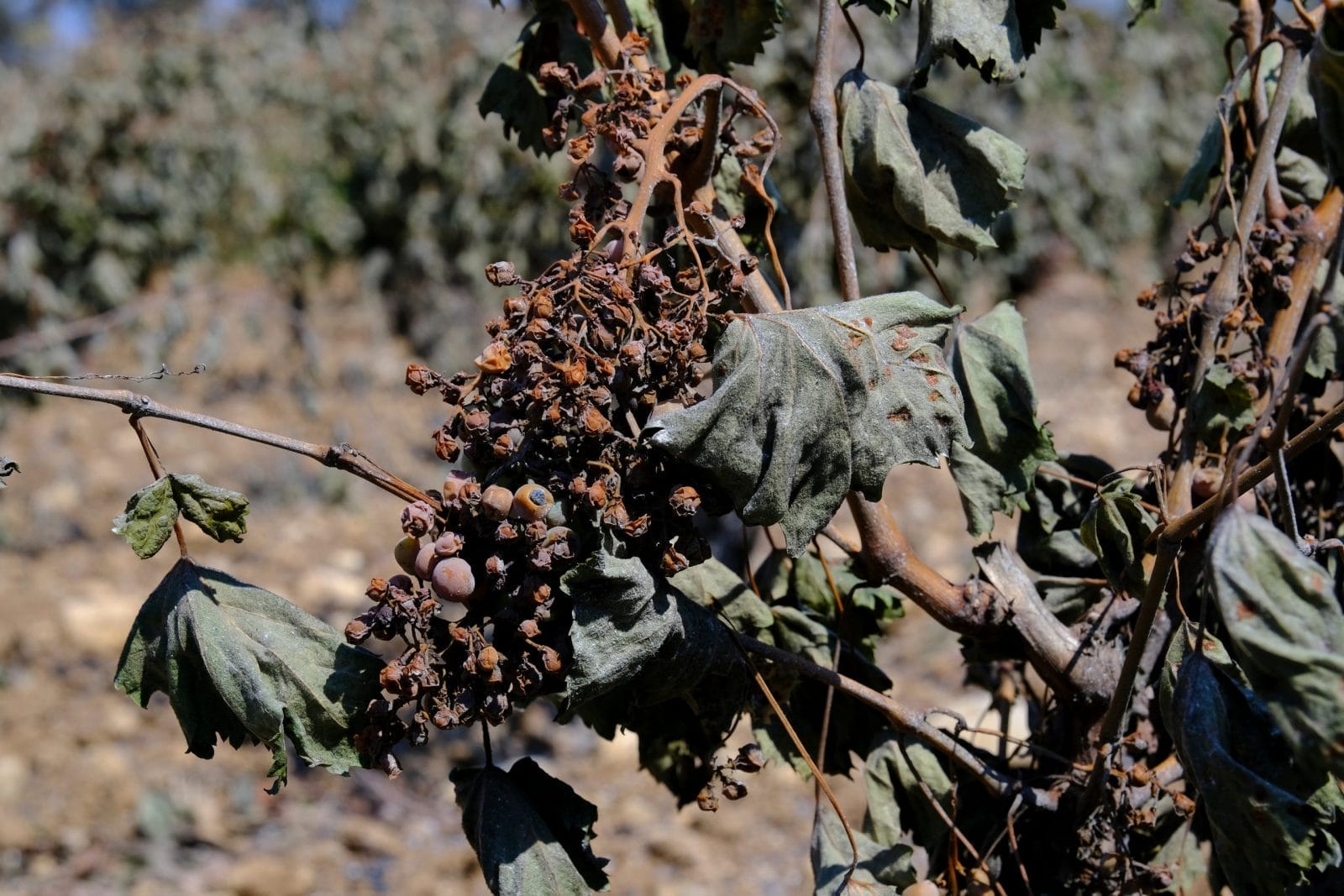 Dried out grapes ruined by climate change