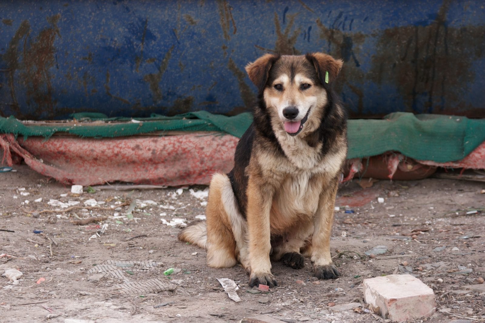 abandoned dog next to a dumpster