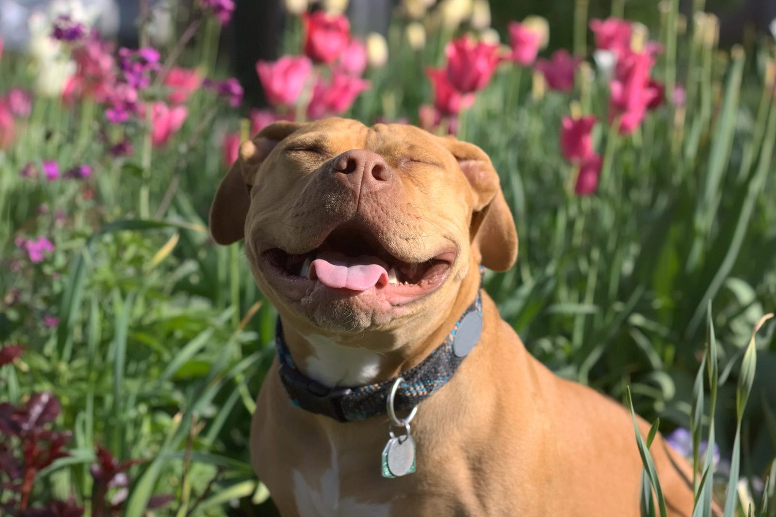 Dog smiling next to flowers in a field
