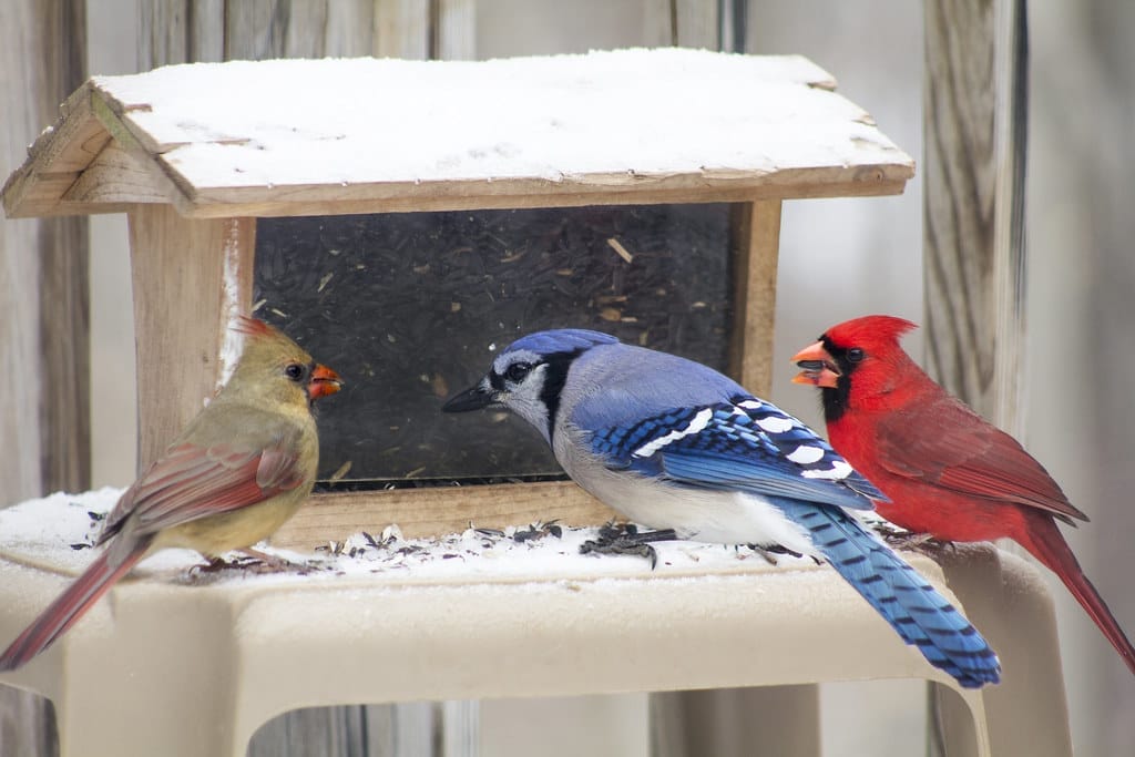 Winter Birds sitting on snowy bird feeder