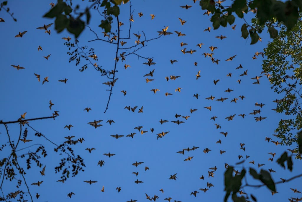 Bats flying around in the sky