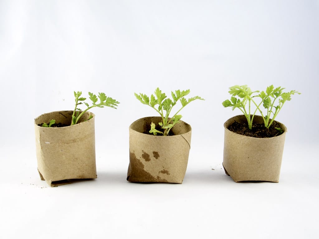 Seedlings in cardboard cups