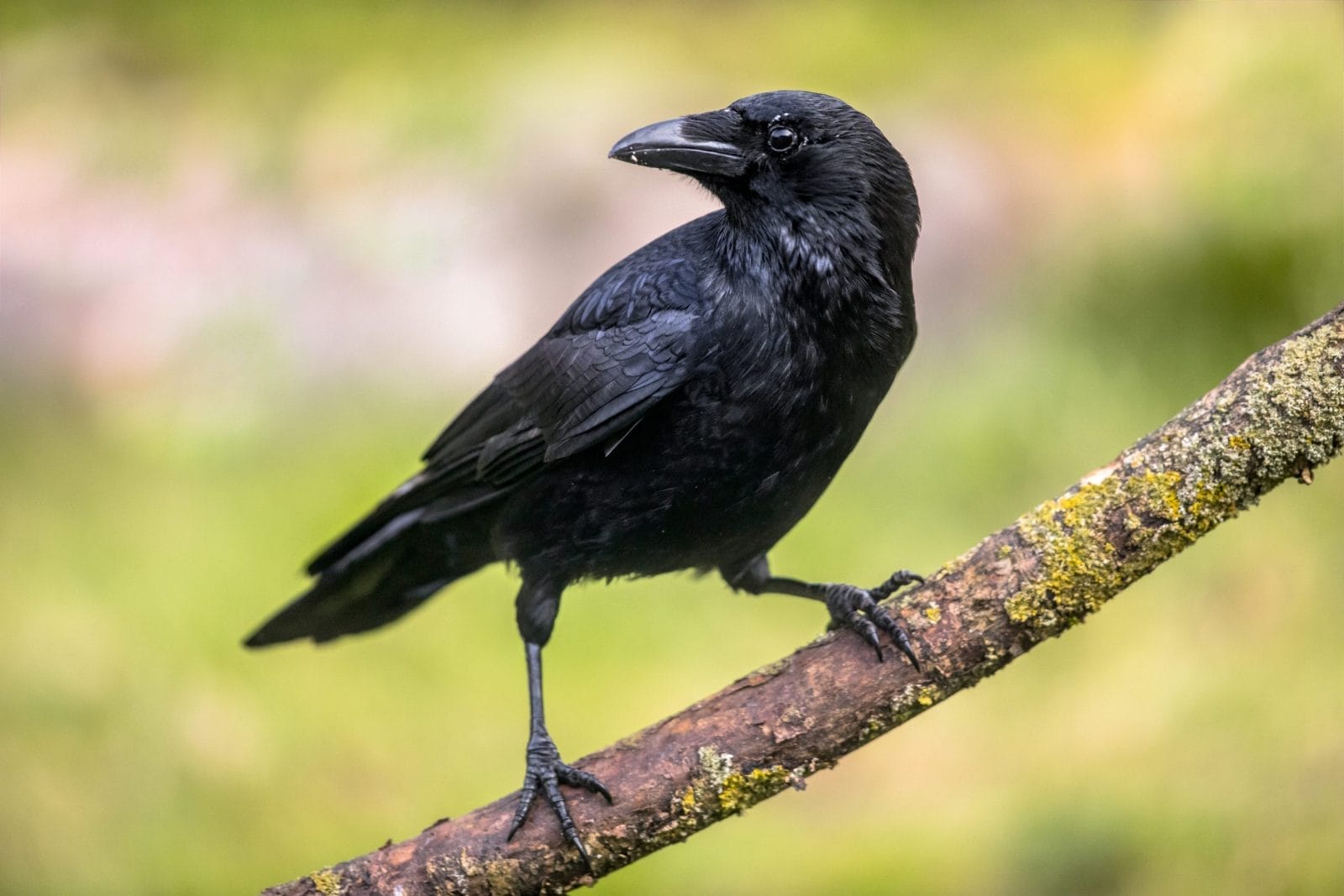 Crow sitting on a branch of a tree