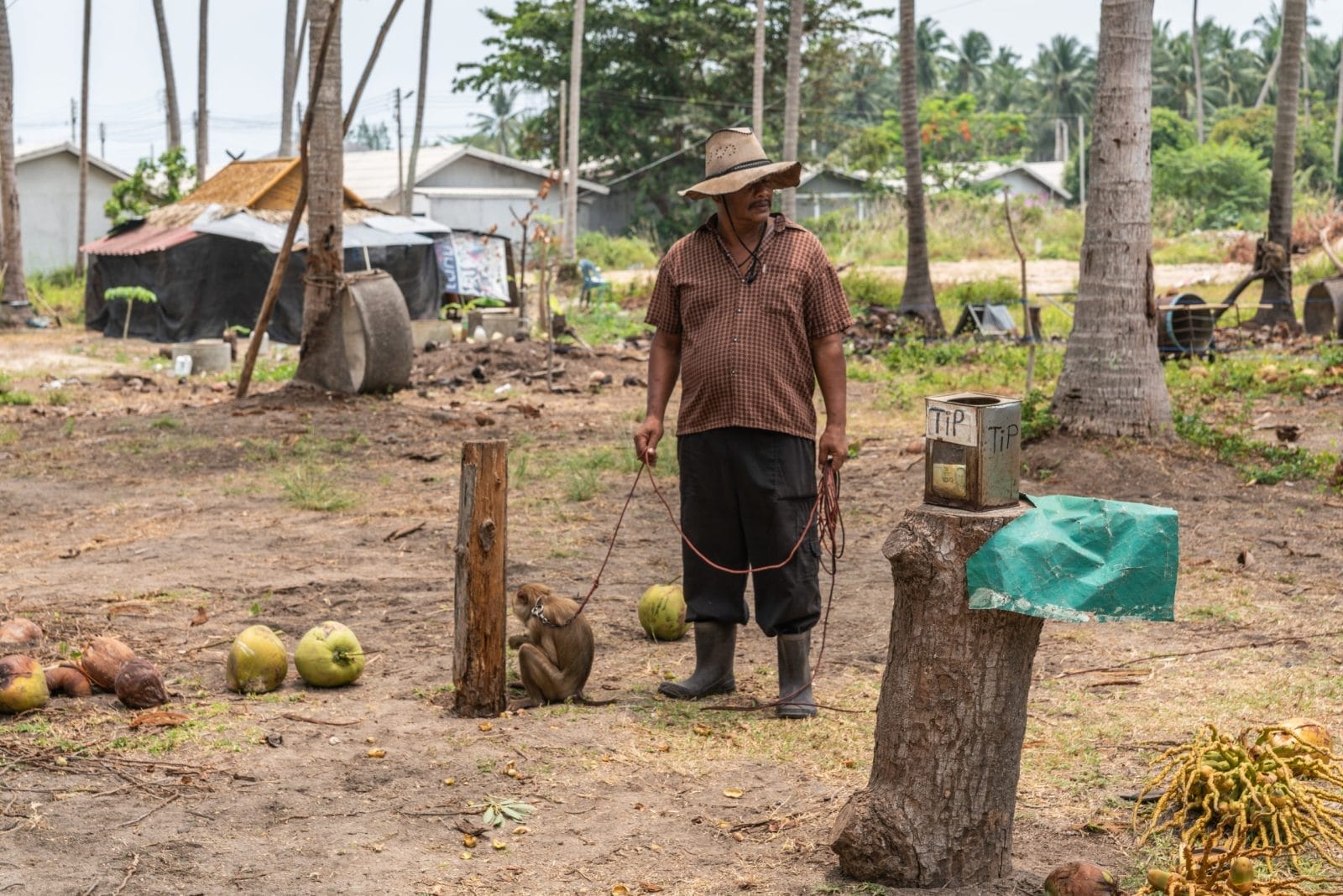 Man with monkey on a leash forced to pick coconuts