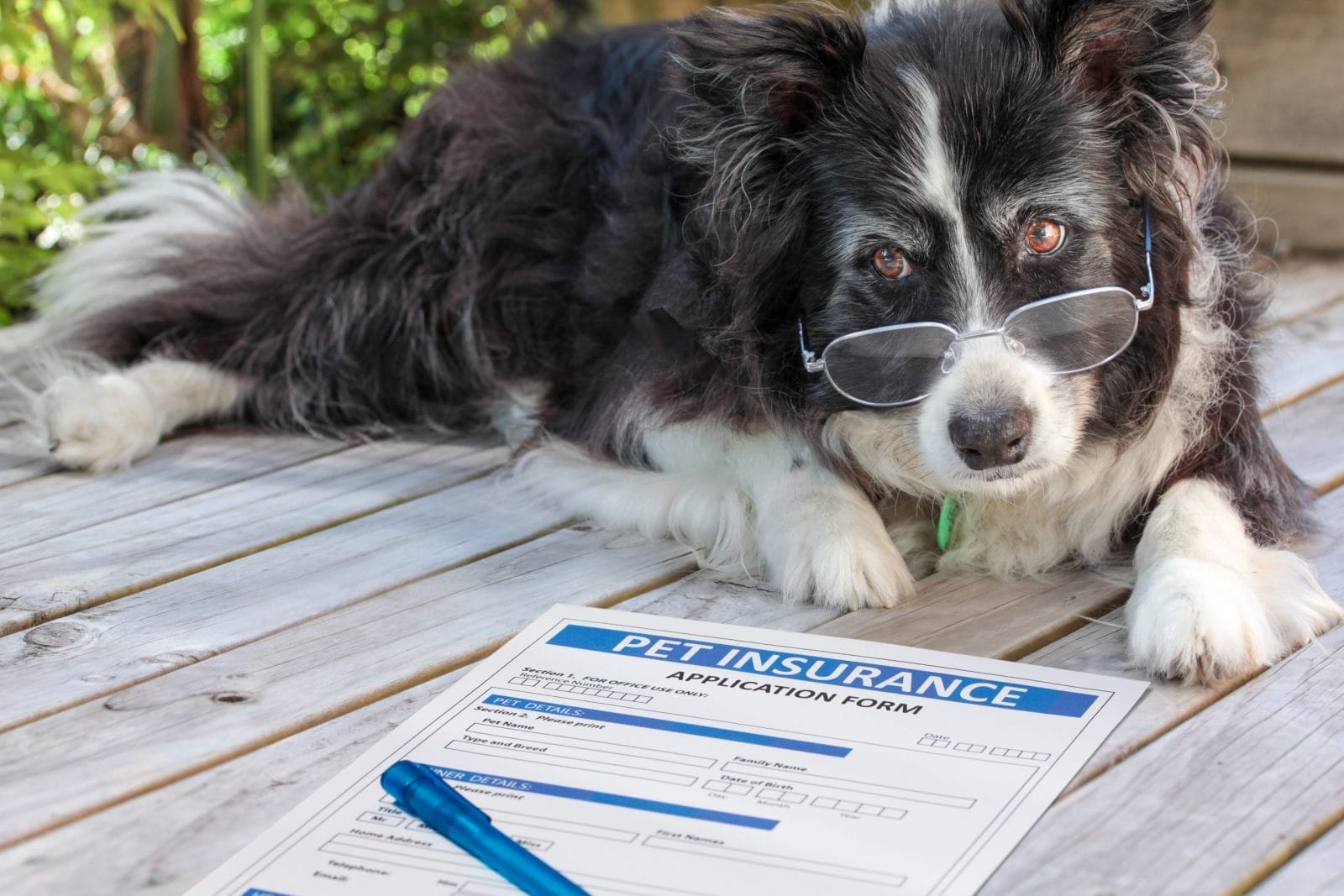 Dog with glasses on lying next to a sheet of paper that says pet insurance