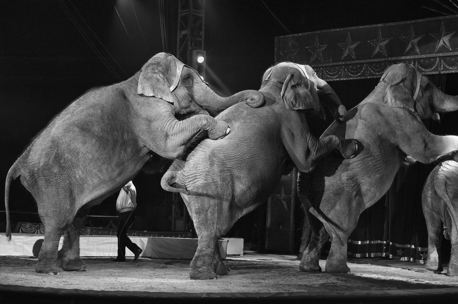circus elephants standing on eachother