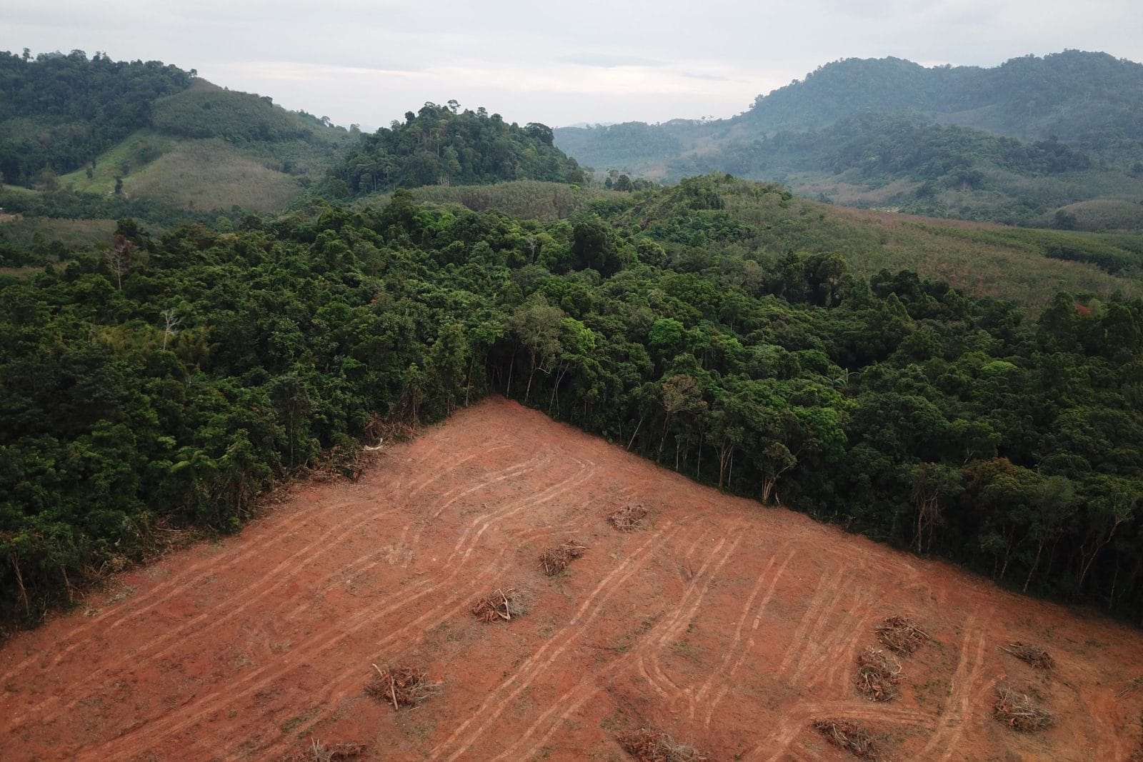 A large part of the forest has been cut down for farmland