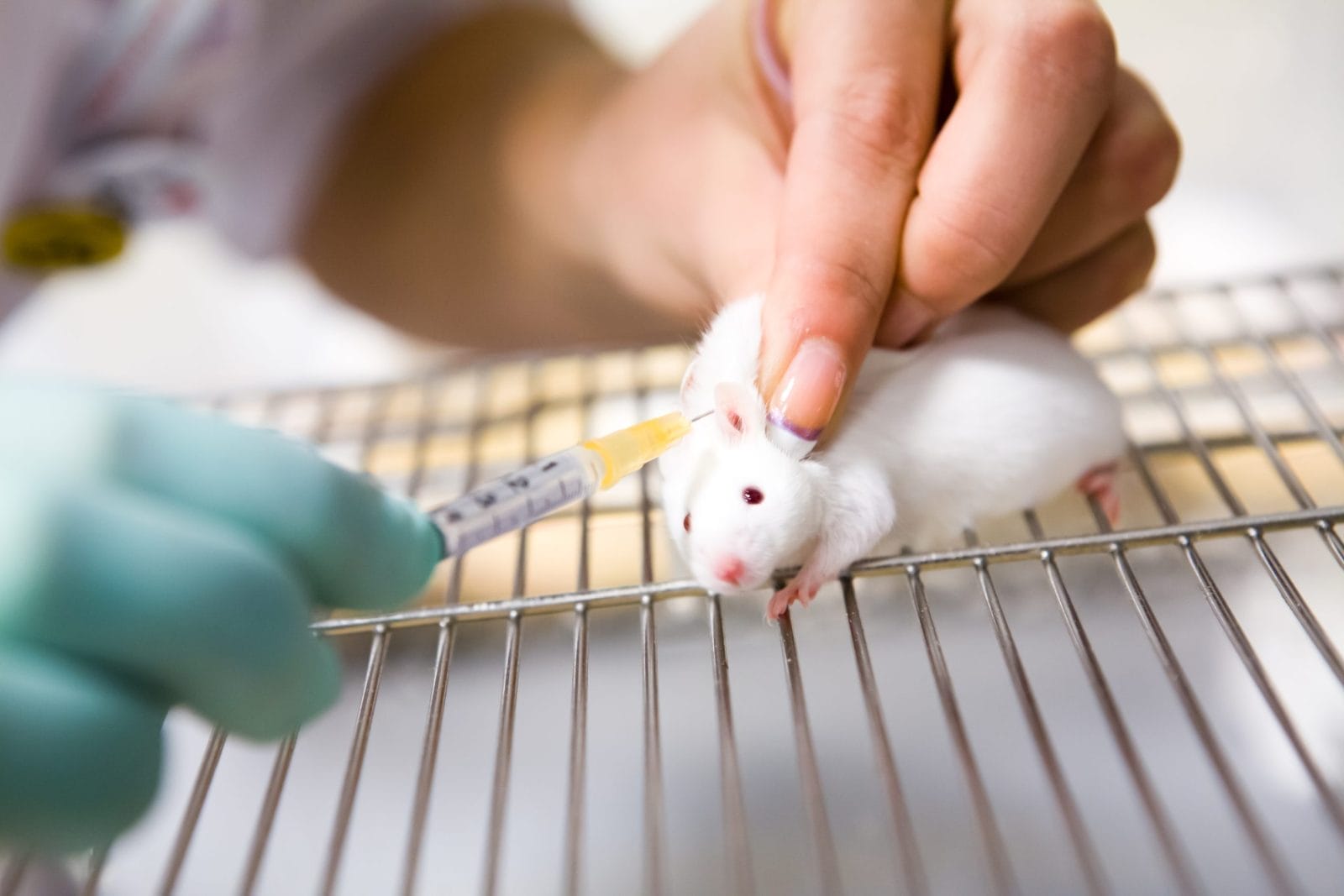 laboratory mouse being injected with medicine
