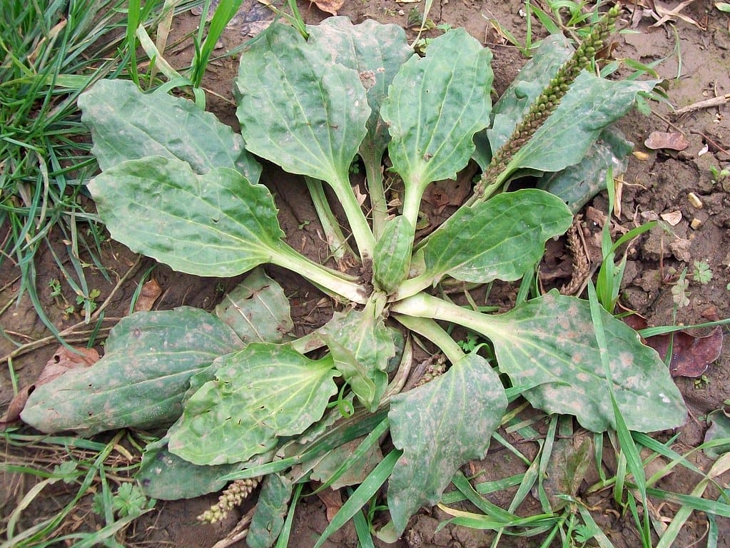 Plantain