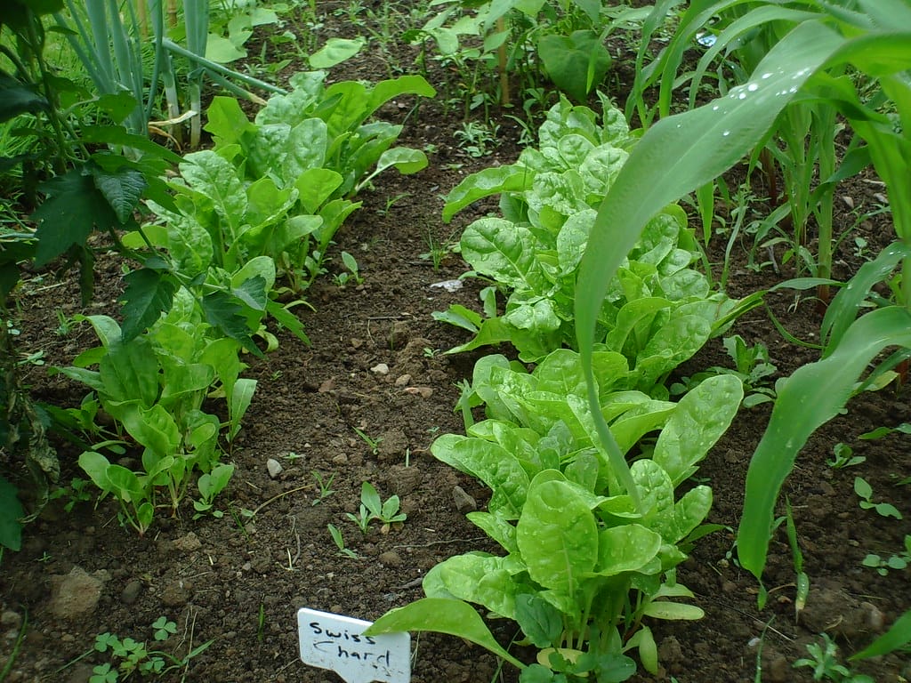Veggie Garden