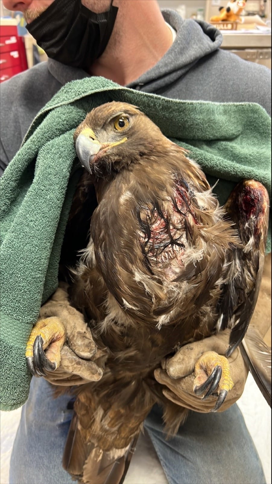 bald eagle injured