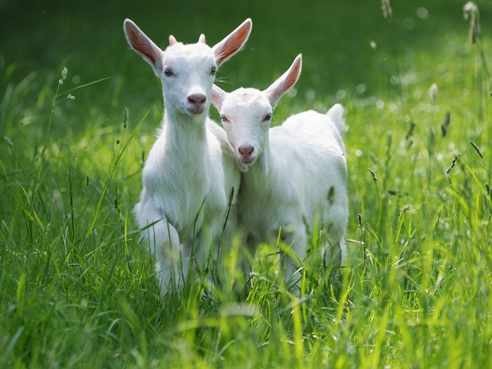 Two baby goat kids stand in long summer grass