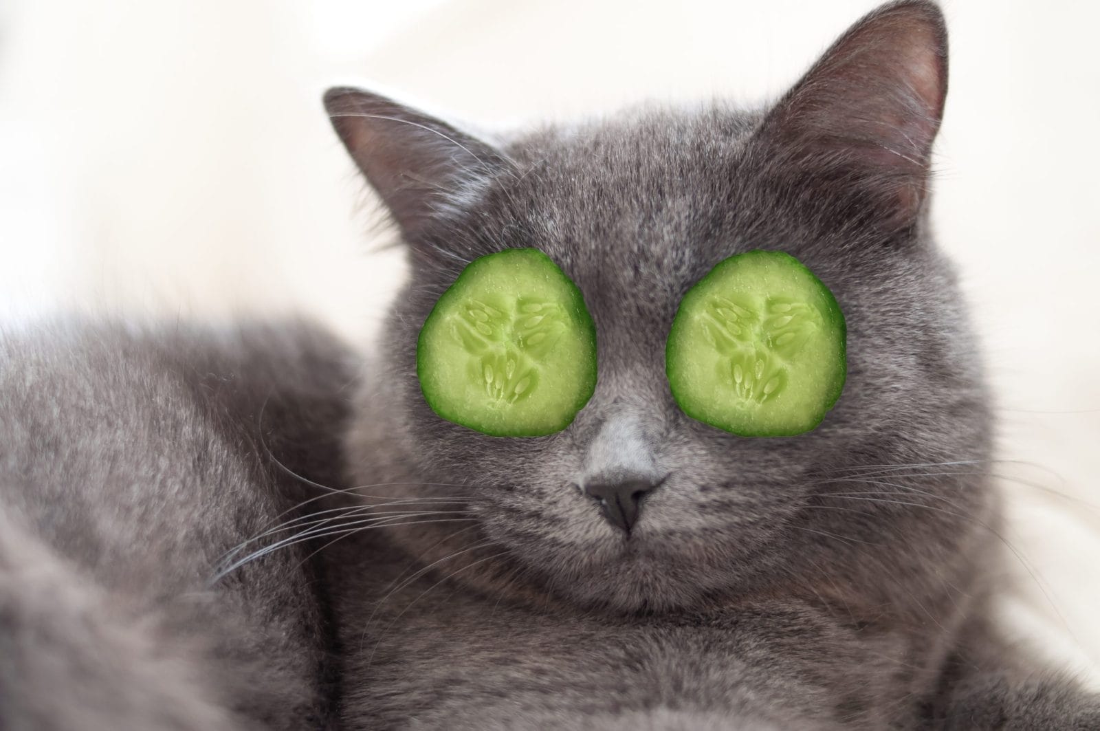 grey cat with green pieces of cucumber on eyes