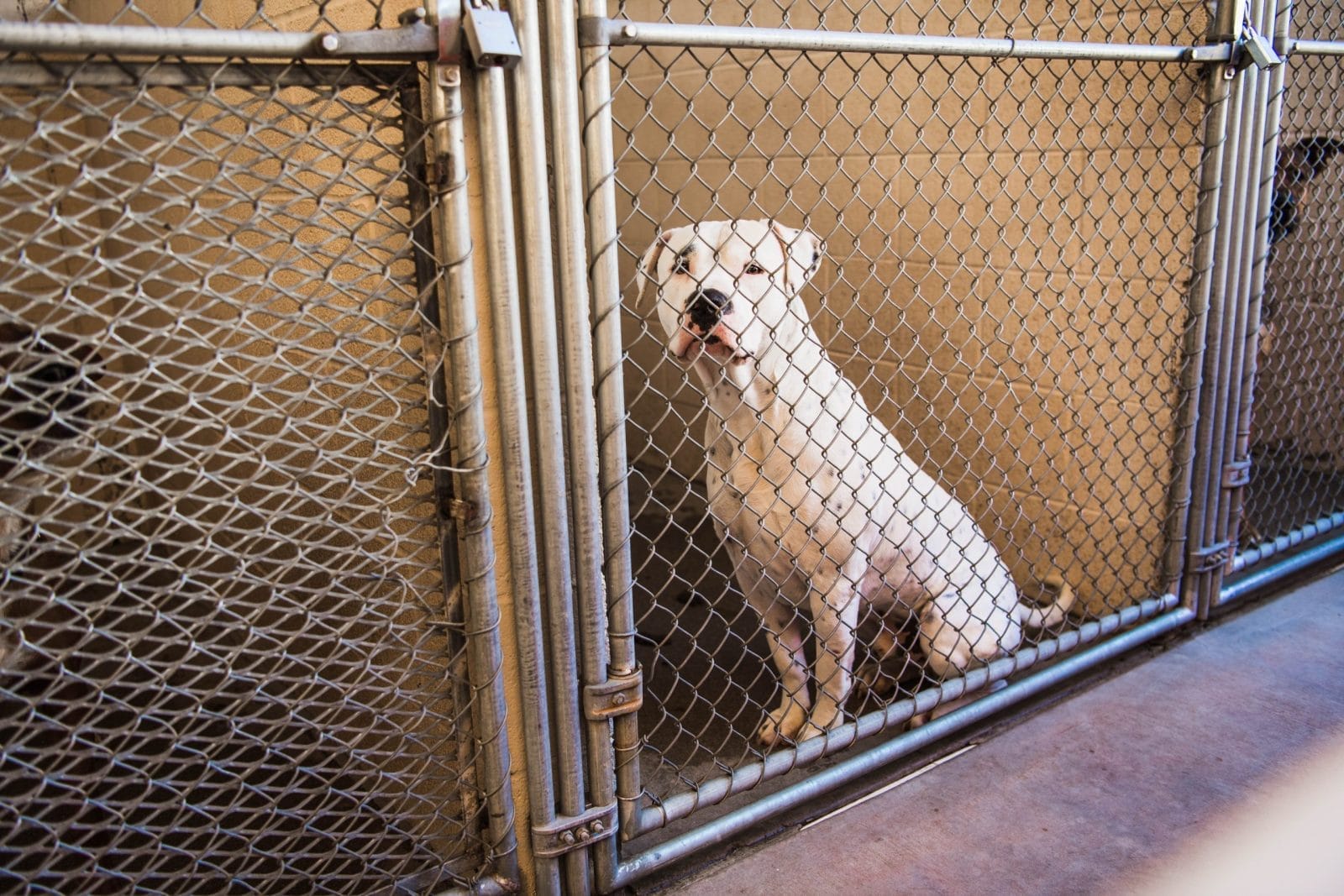 Scared dog at a shelter in a cage