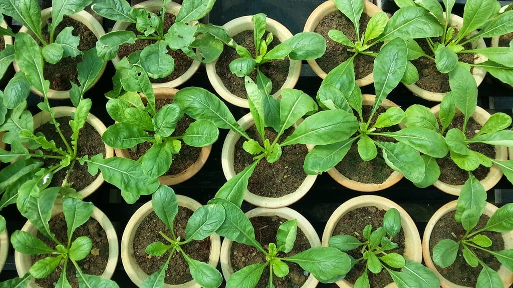 Seedlings