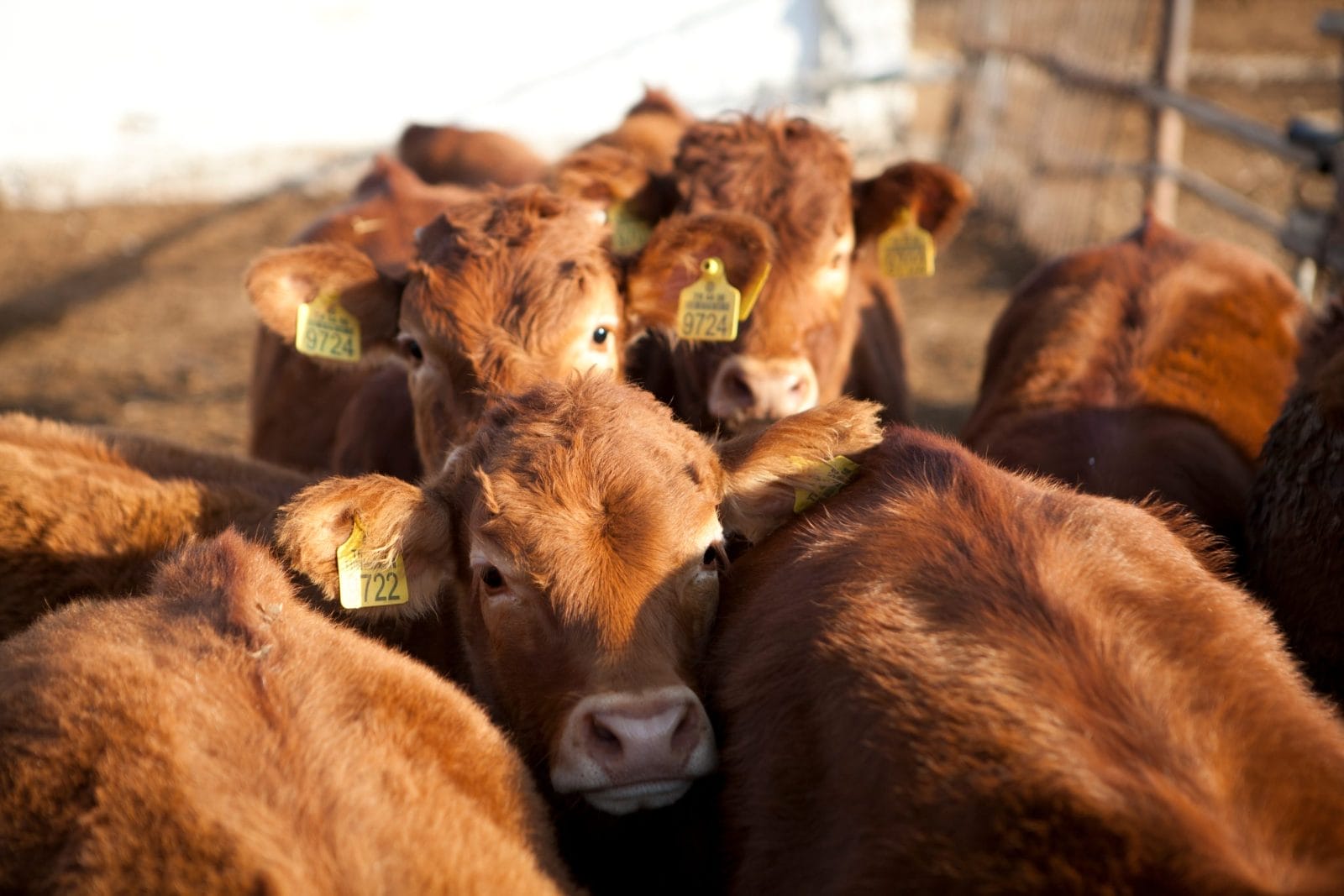 Cows at a factory farm