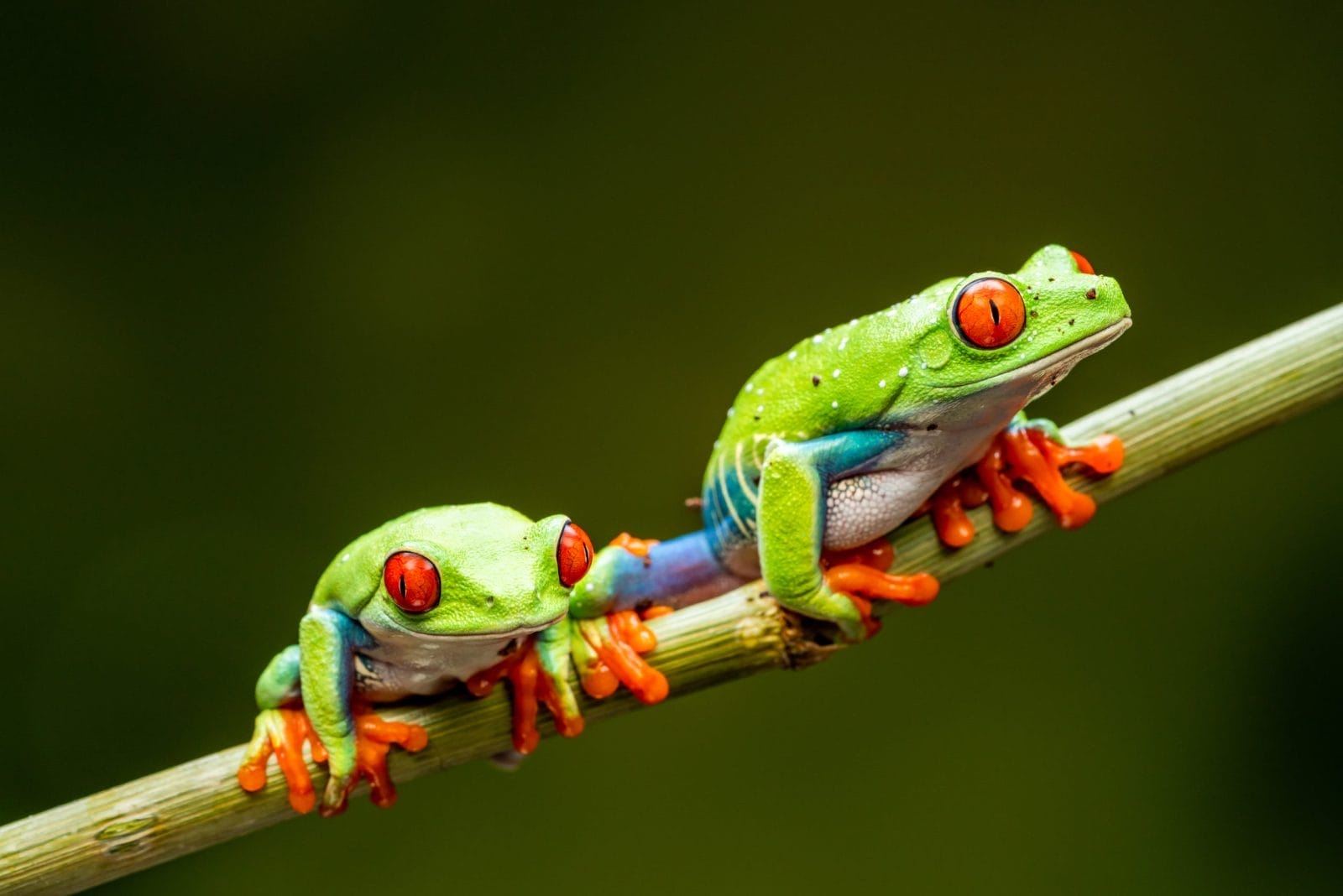 Red-eyed tree frogs