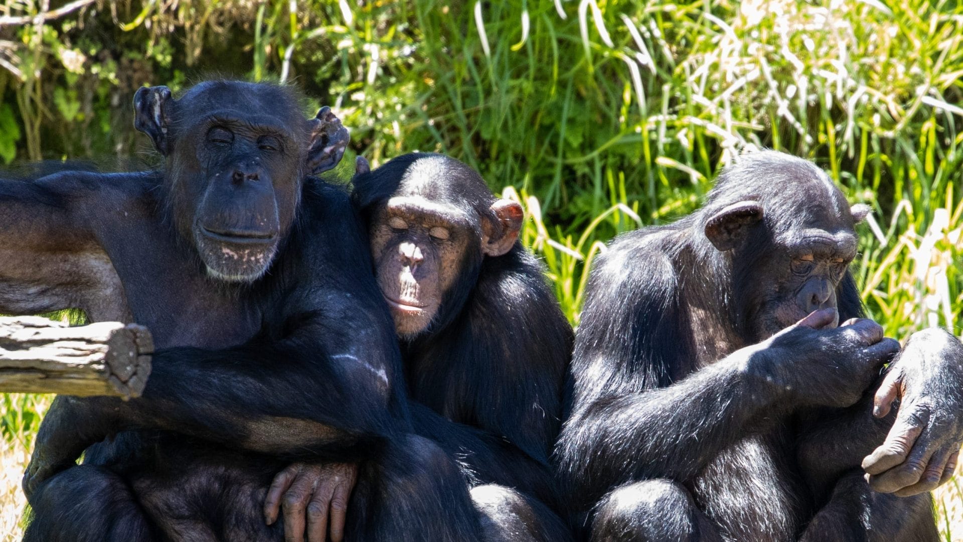 Three chimpanzees