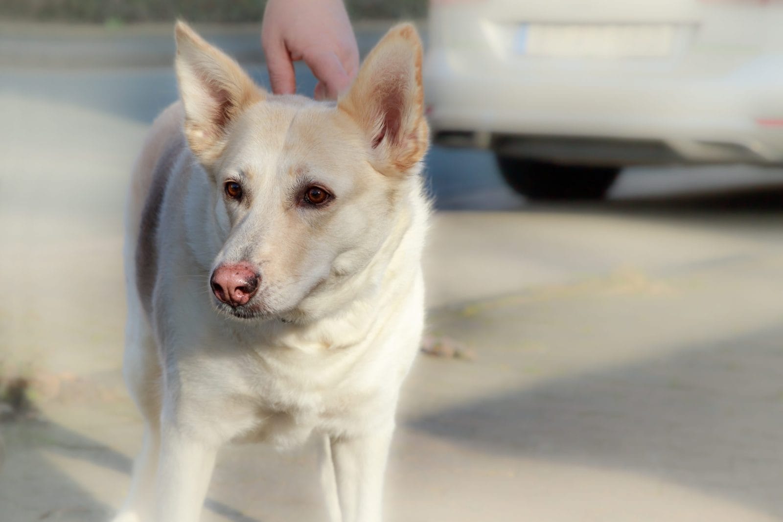 dog outdoors standing in the street