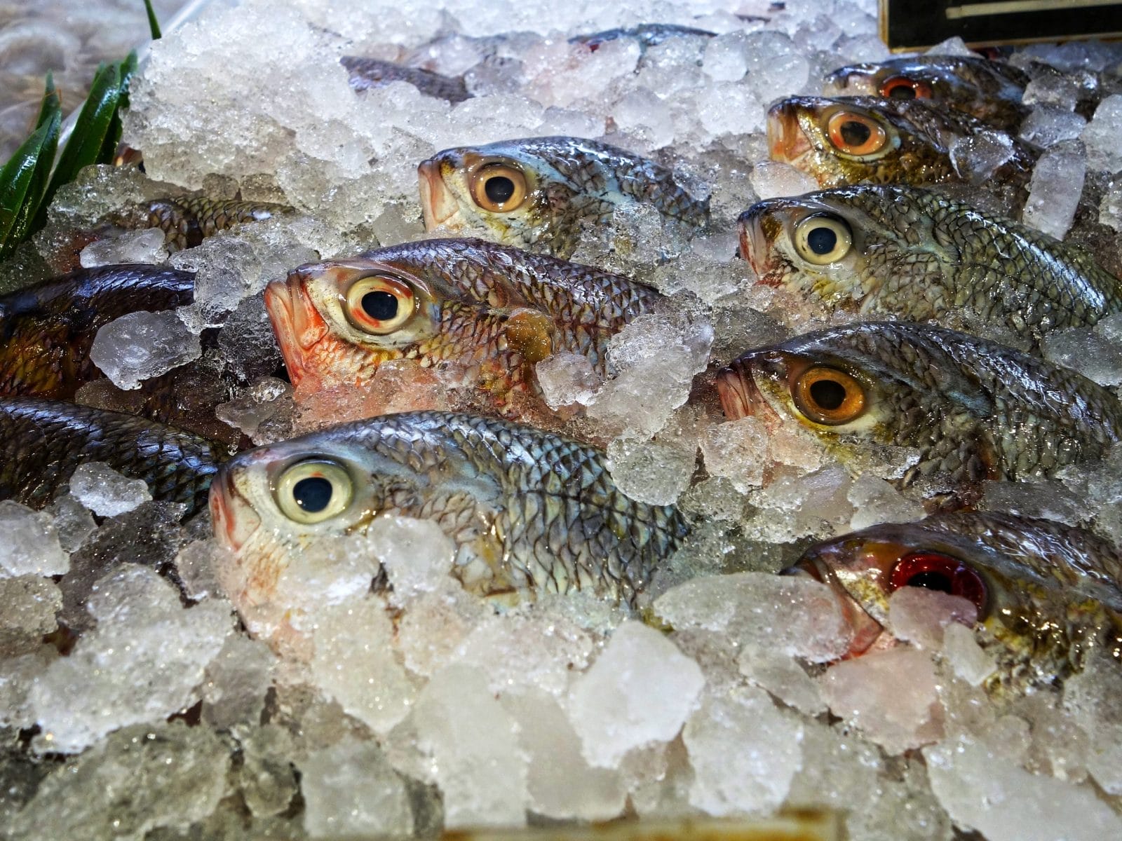 Raw Freshly Caught Fishes on Ice for Sale