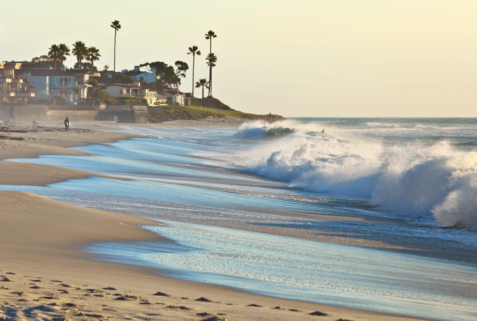 California Beach and Palm Trees San Diego