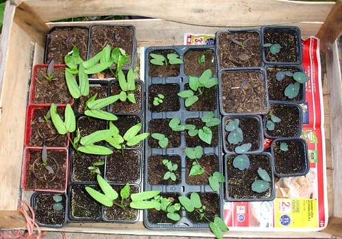 Seedlings