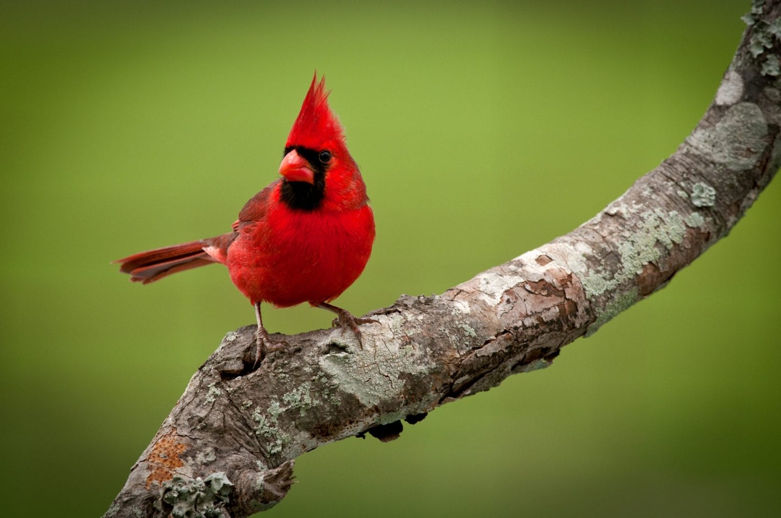 Male Northern Cardinal