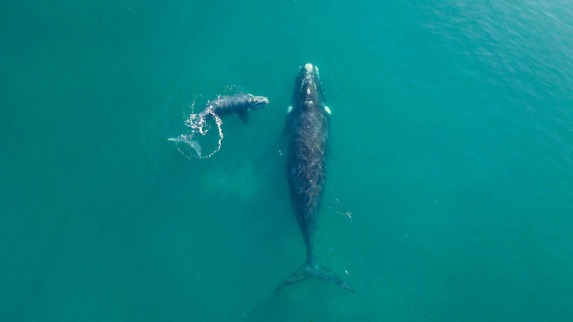 Right whale adult and baby swimming together