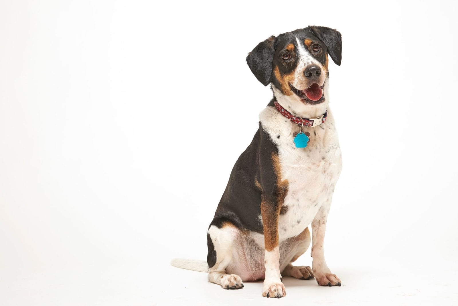 dog portrait a beagle mix dog