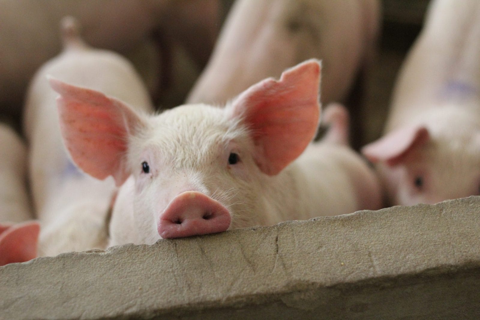 Fattening pigs on a large commercial breeding pig