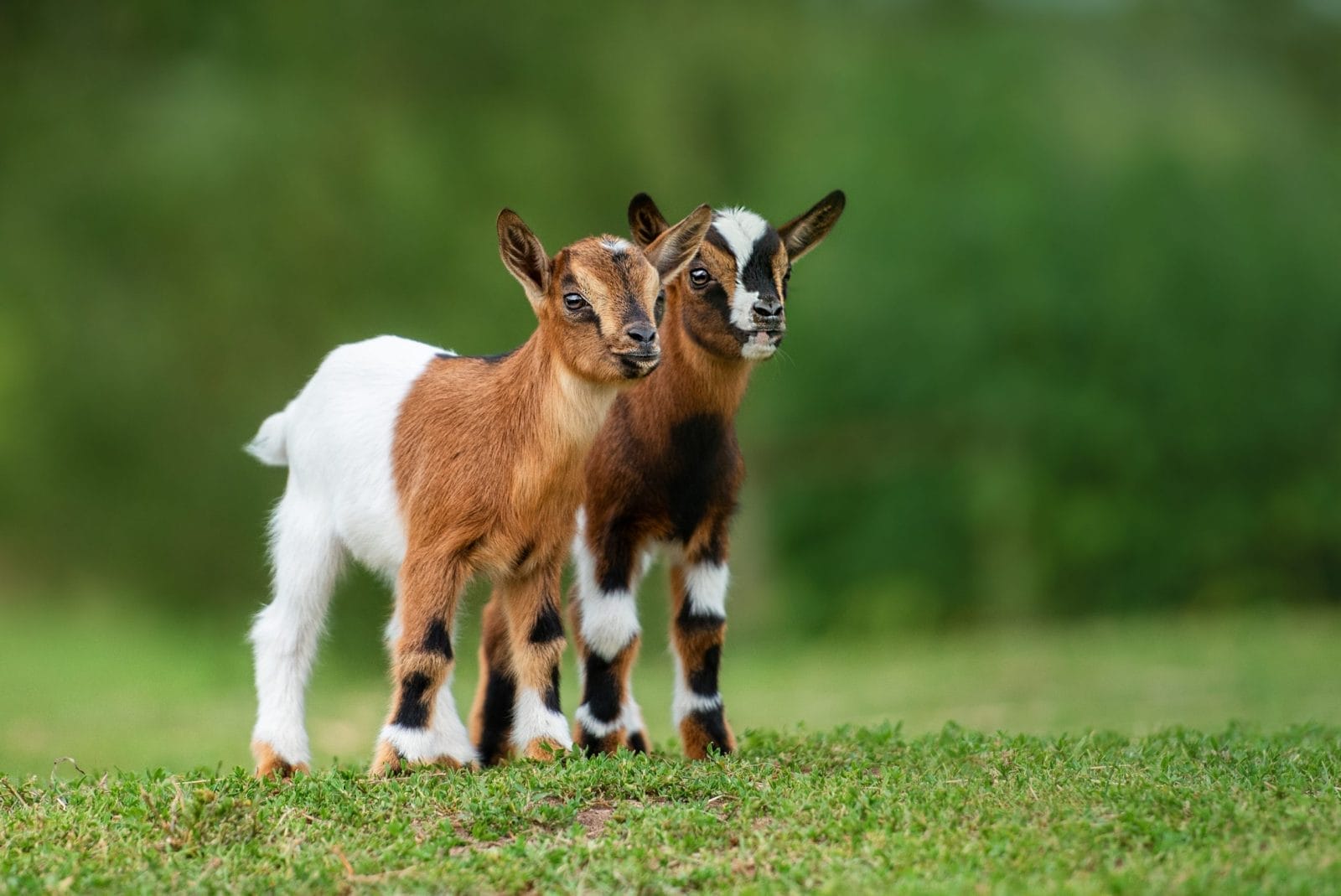 Two little goat babies in summer