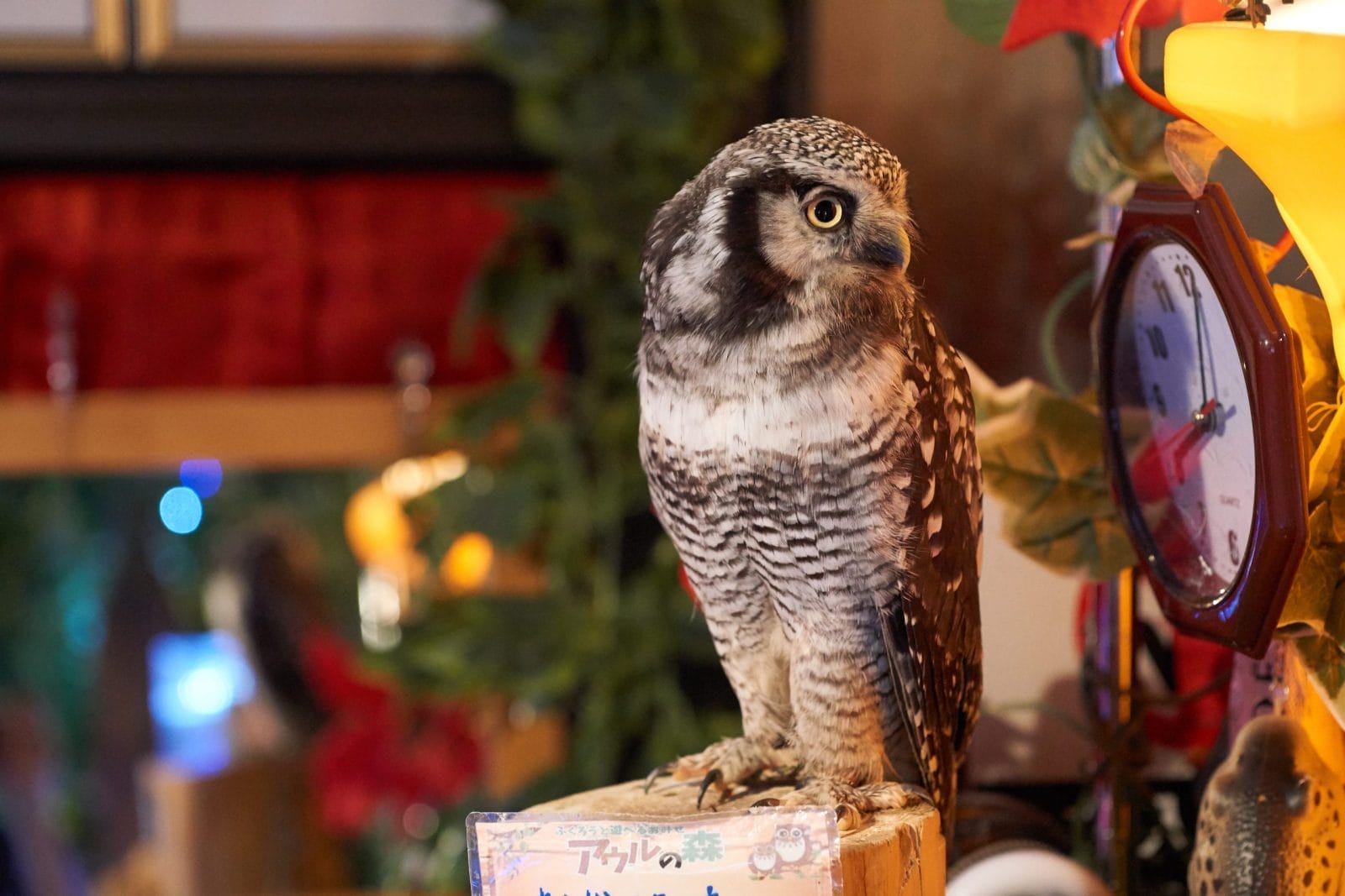 Owl looking at a clock in a Akihabara owl cafe