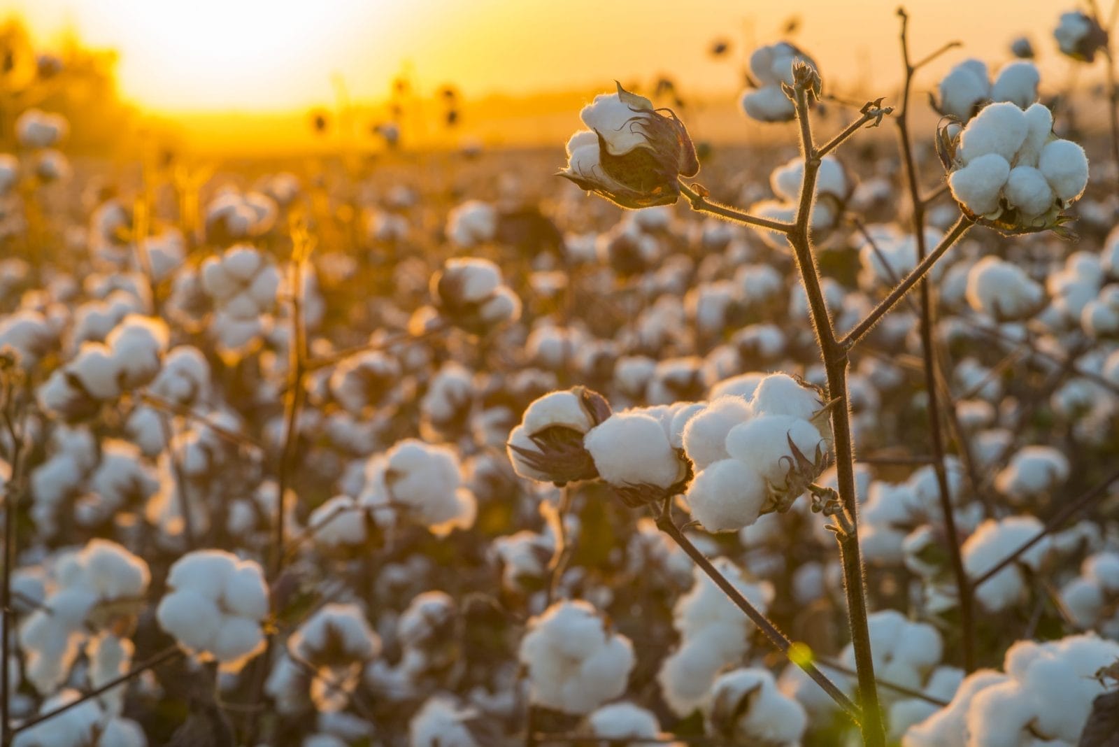 Cotton field background ready for harvest under a golden sunset