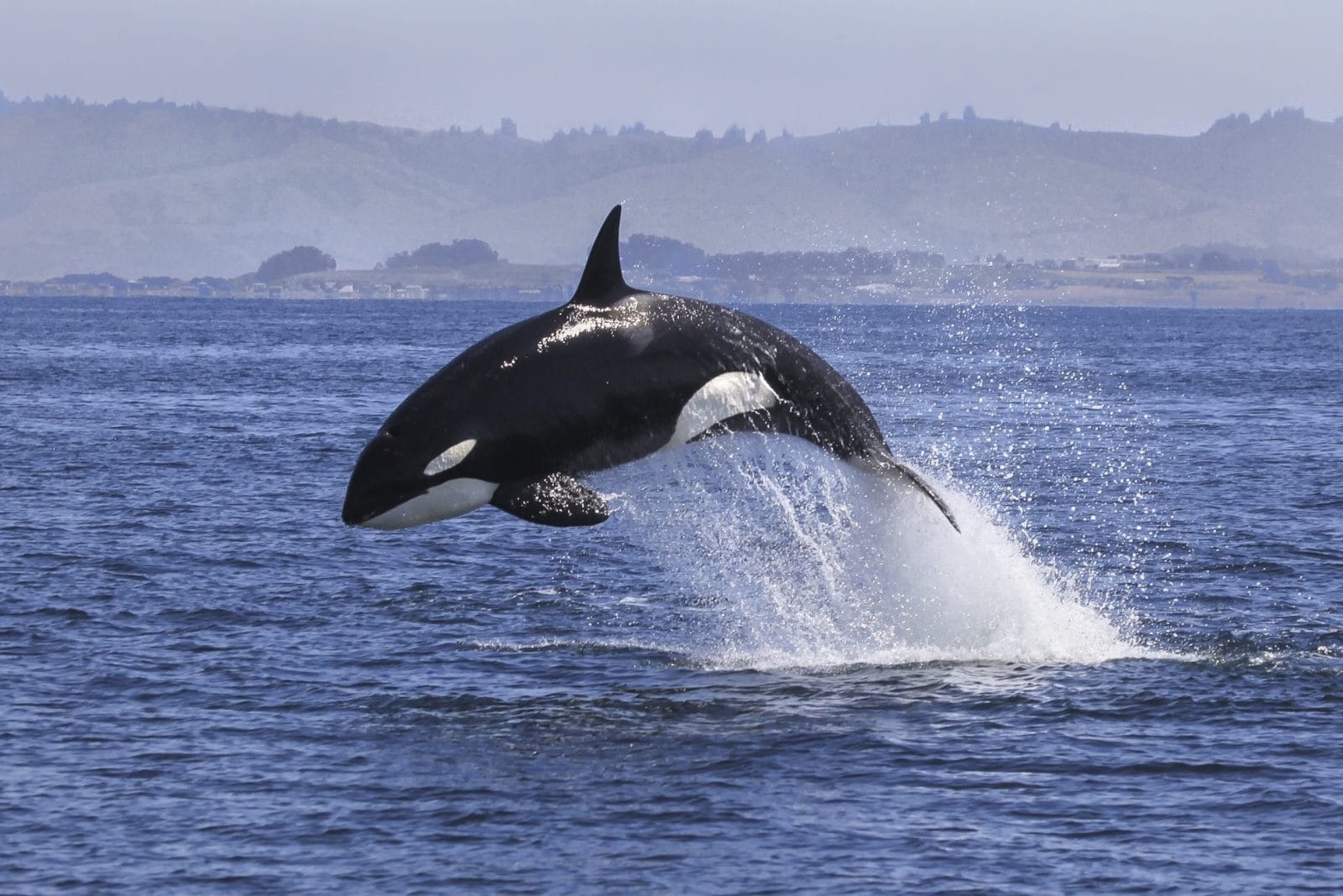 Killer Whale