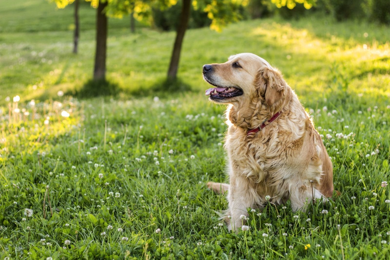 old golden retriever dog