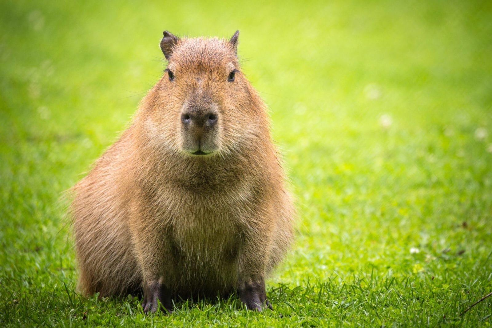 Capybara sitting on the grass