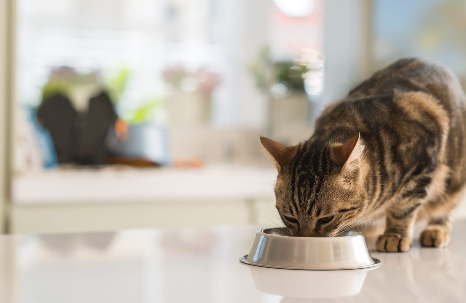 Beautiful feline cat eating on a metal bowl