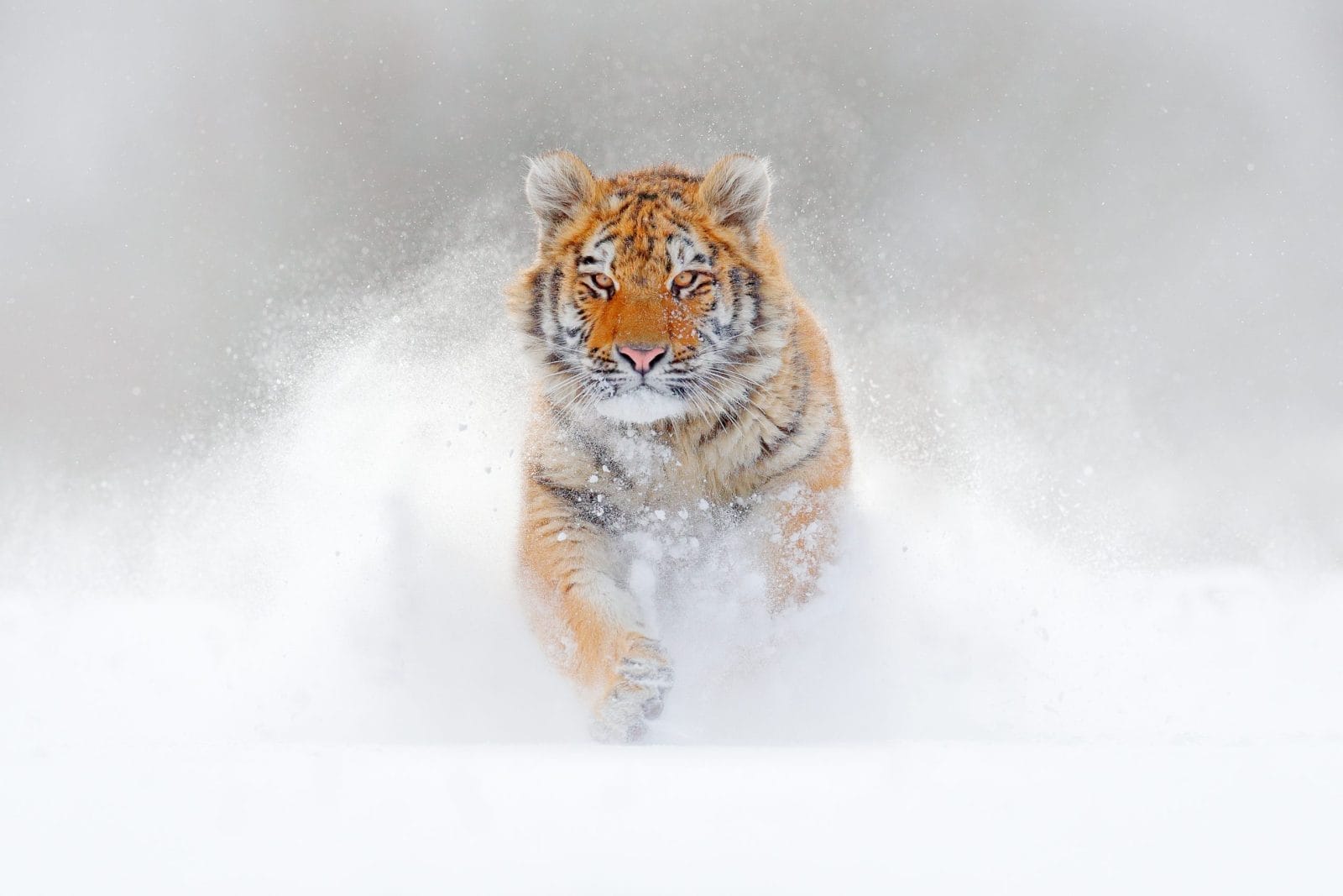 Tiger running in the snow