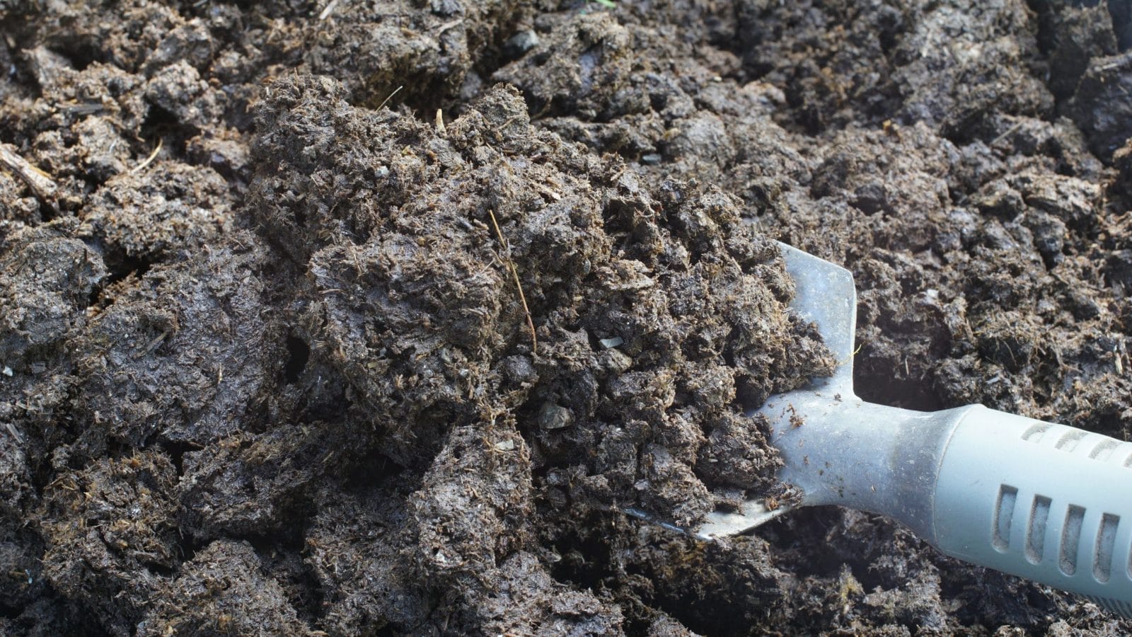 cow dung scooping with a shovel