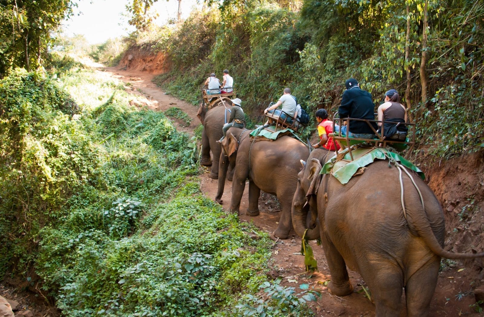 Three elephants walking along a trail with humans on their backs