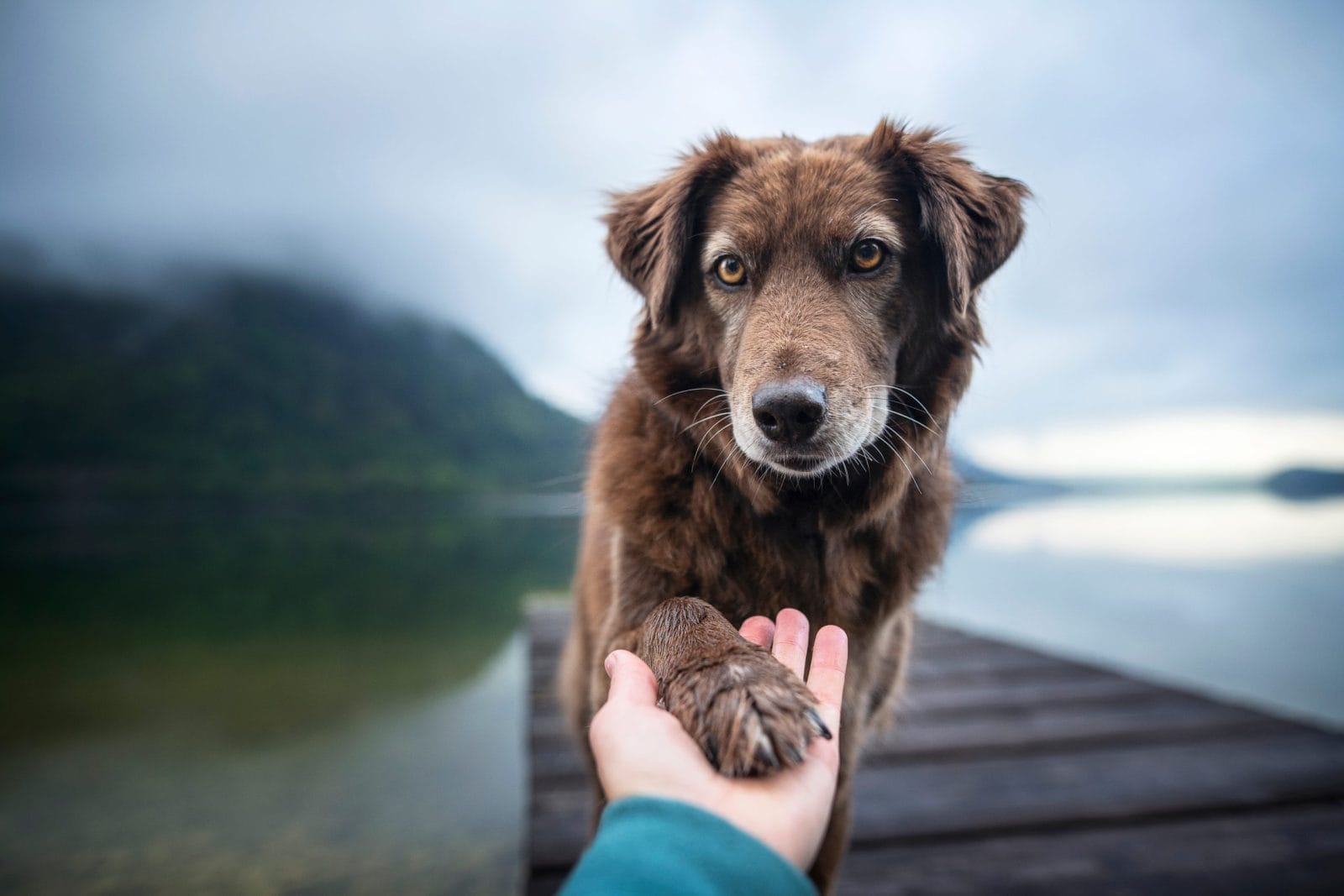 Dog gives human paw