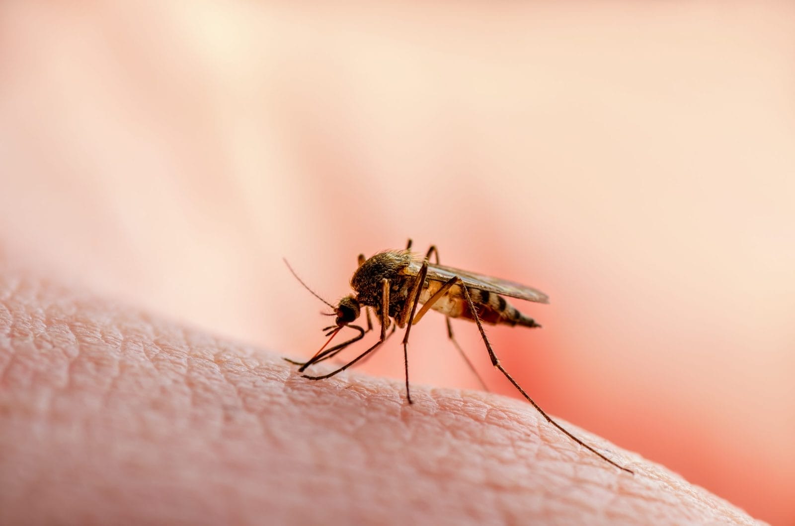 Dangerous Infected Mosquito Skin Bite