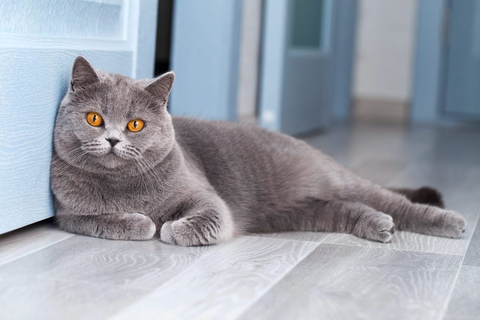 domestic cat is resting in a light blue room