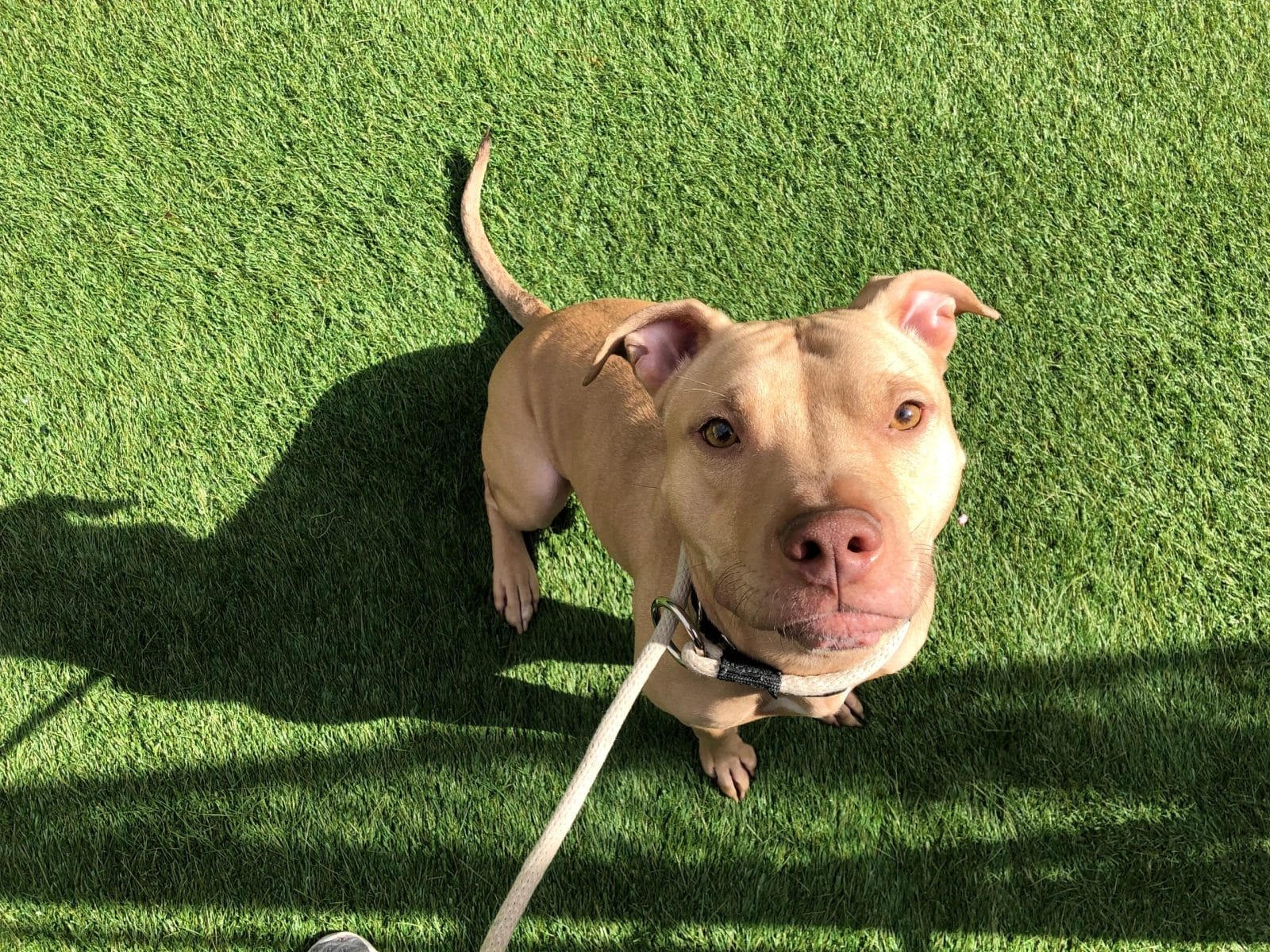 tan pit bull on the grass