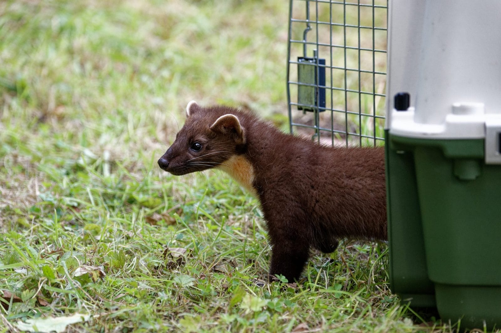 animal released back into the wild after rescue
