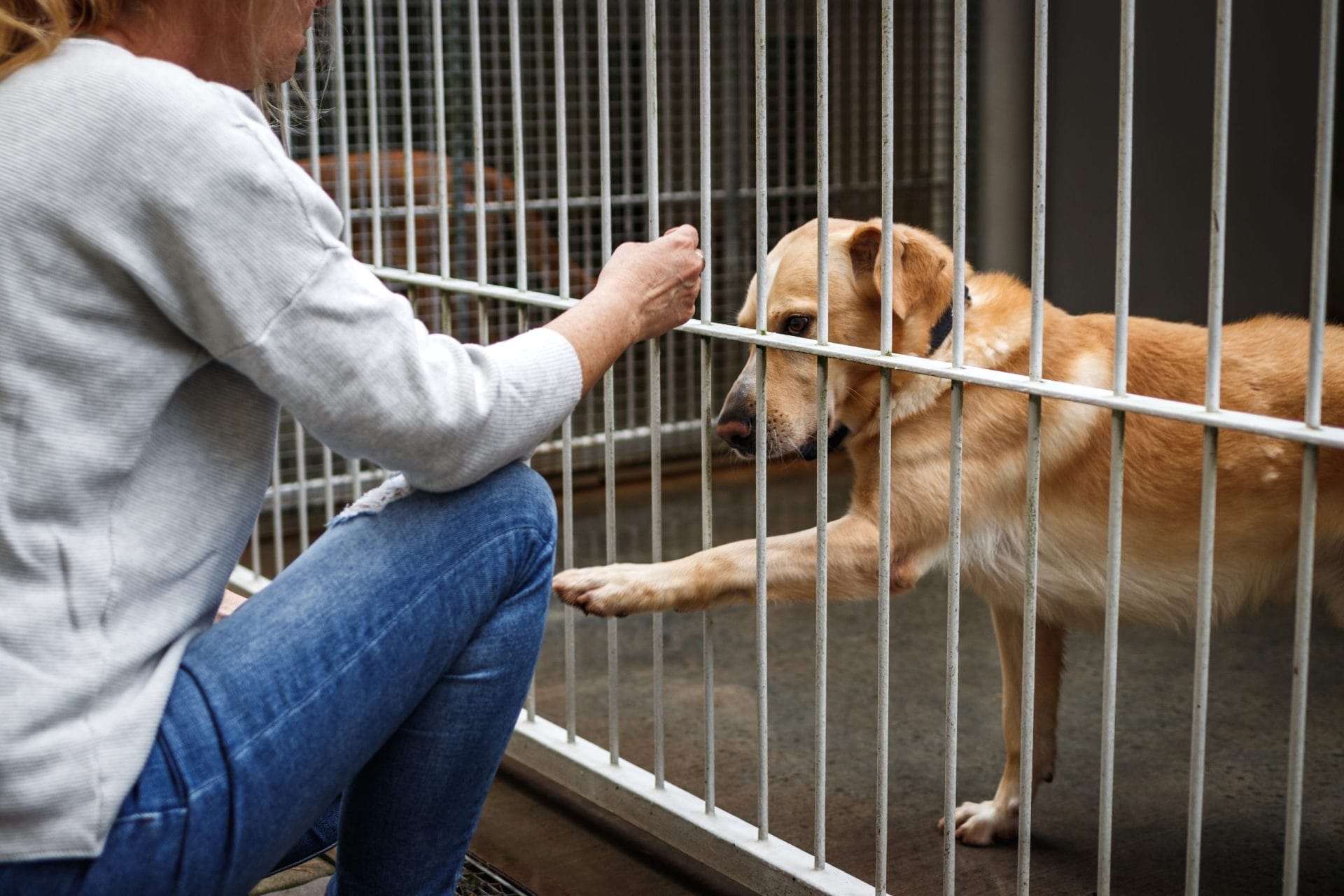Dog reaching paw through cage at shelter towards human