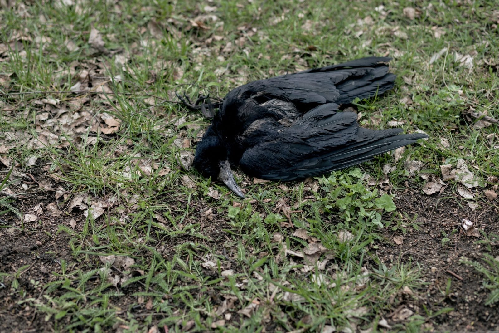 dead bird carcass in the grass