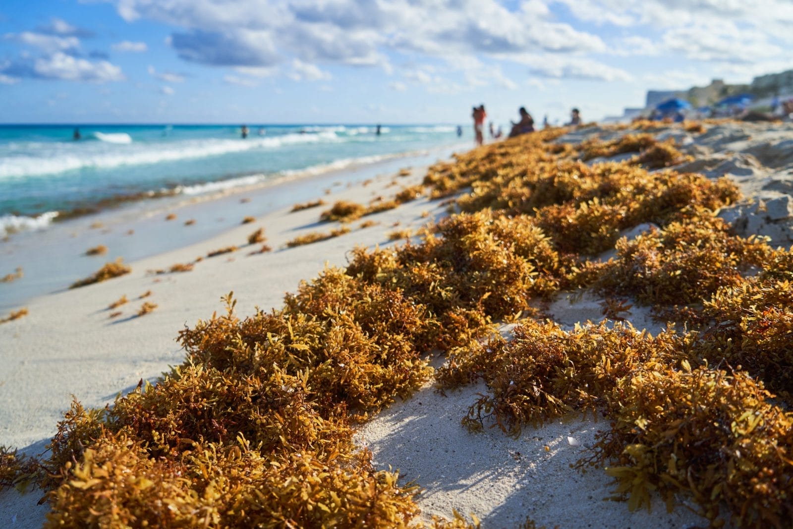 Sargasso piled up on the beach on the sand in the Caribbean