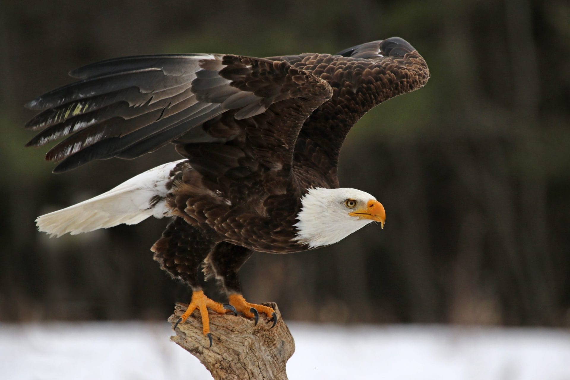 A bald eagle about to take off